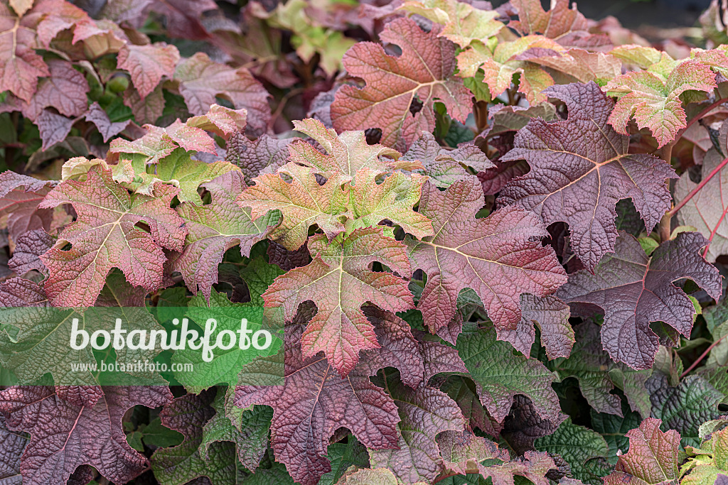 638130 - Oak-leaved hydrangea (Hydrangea quercifolia 'Ruby Slippers')