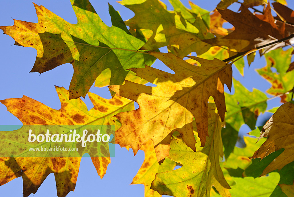 517001 - Oak (Quercus)