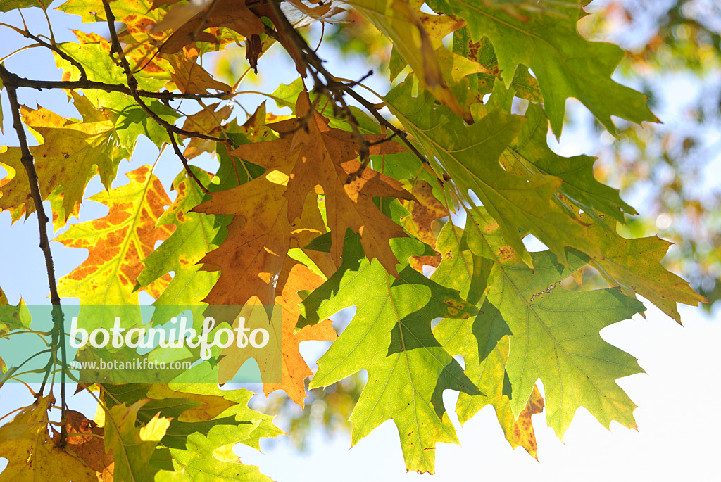 517002 - Oak (Quercus)