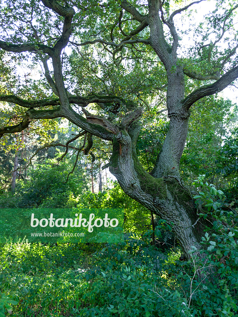428361 - Oak (Quercus) with a gnarled old trunk and ramified branches