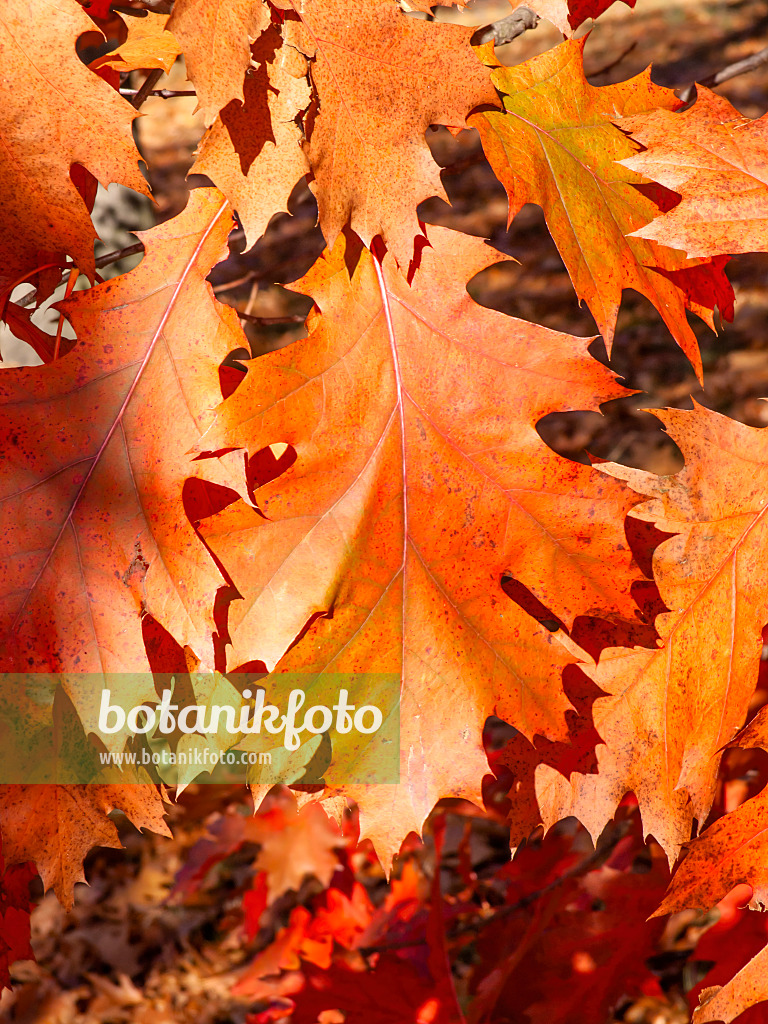 465241 - Oak (Quercus x richteri)
