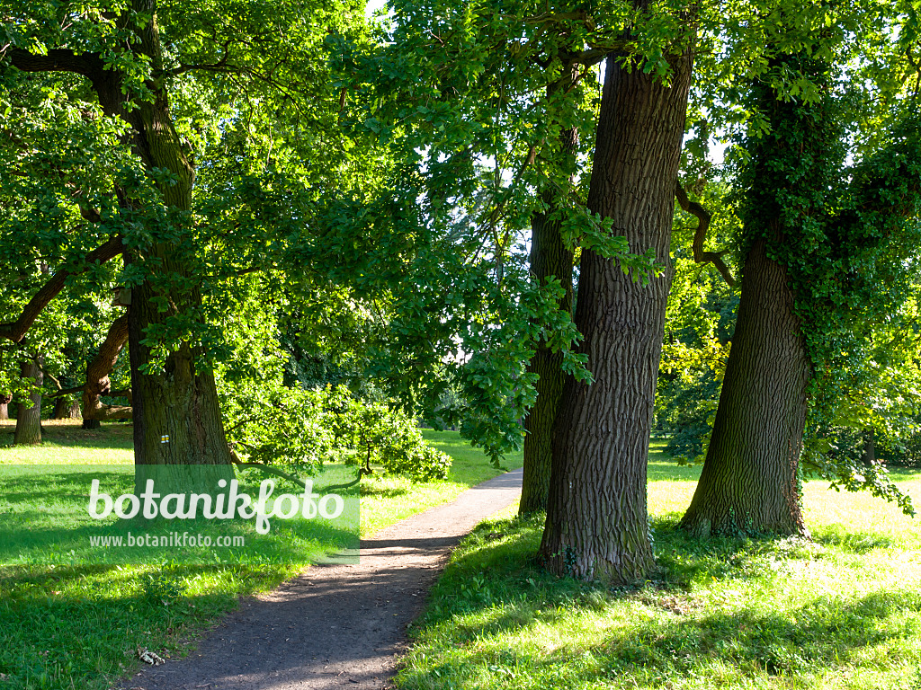 428102 - Oaks (Quercus)