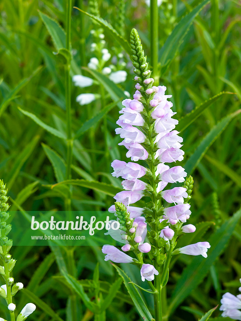 450071 - Obedient plant (Physostegia virginiana)