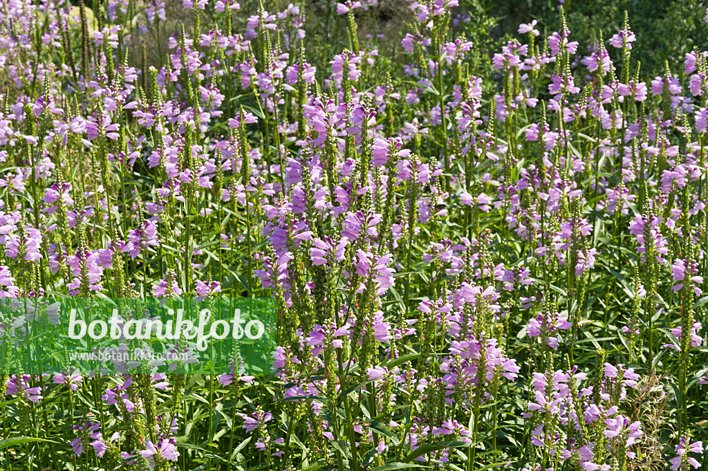 511076 - Obedient plant (Physostegia virginiana)