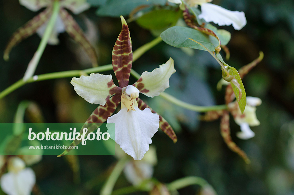 470123 - Odontoglossum humeanum