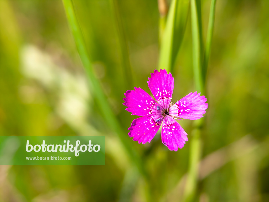 509209 - Œillet à delta (Dianthus deltoides)
