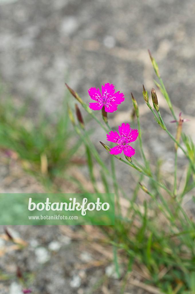 510093 - Œillet à delta (Dianthus deltoides)