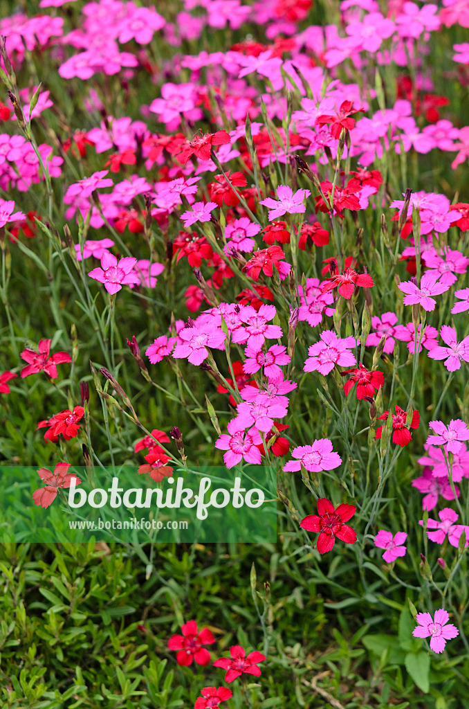 521192 - Œillet à delta (Dianthus deltoides)