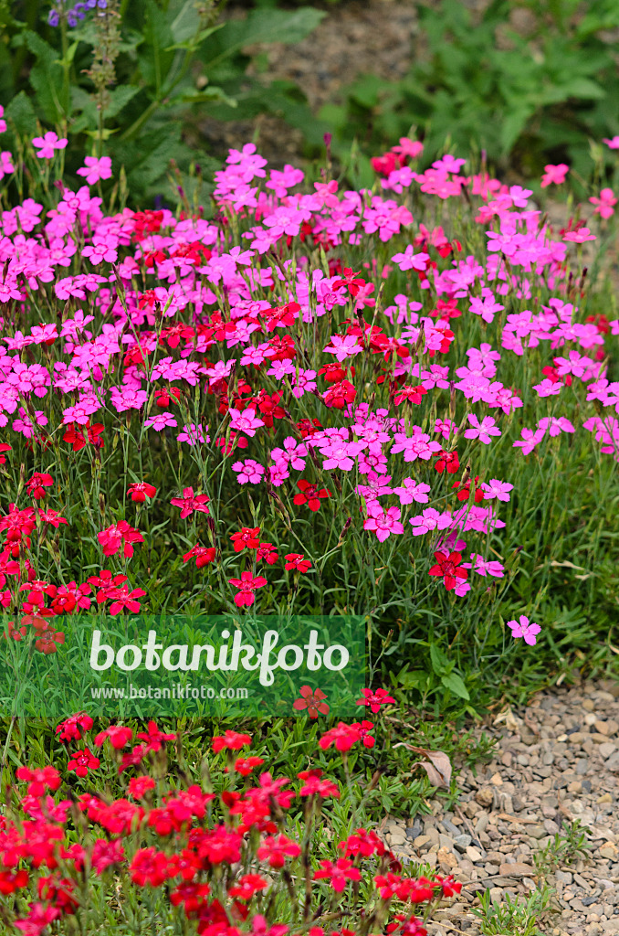 521193 - Œillet à delta (Dianthus deltoides)