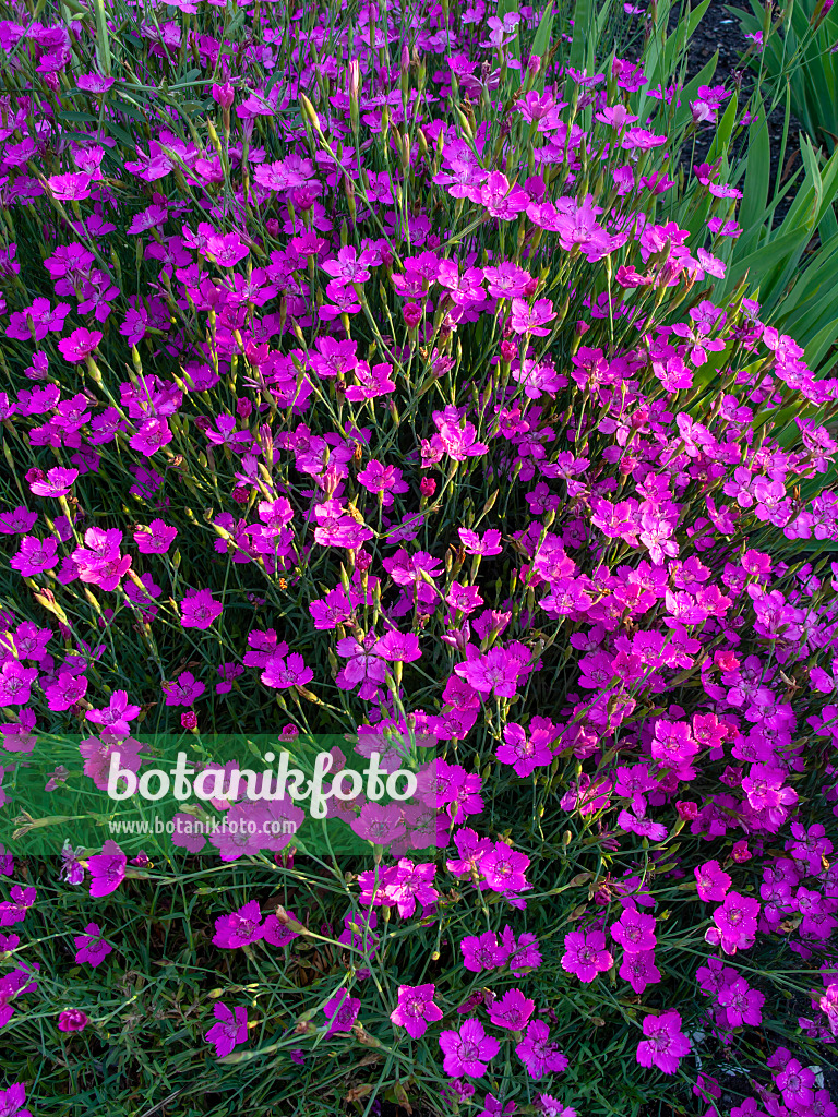 449001 - Œillet à delta (Dianthus deltoides 'Roseus')