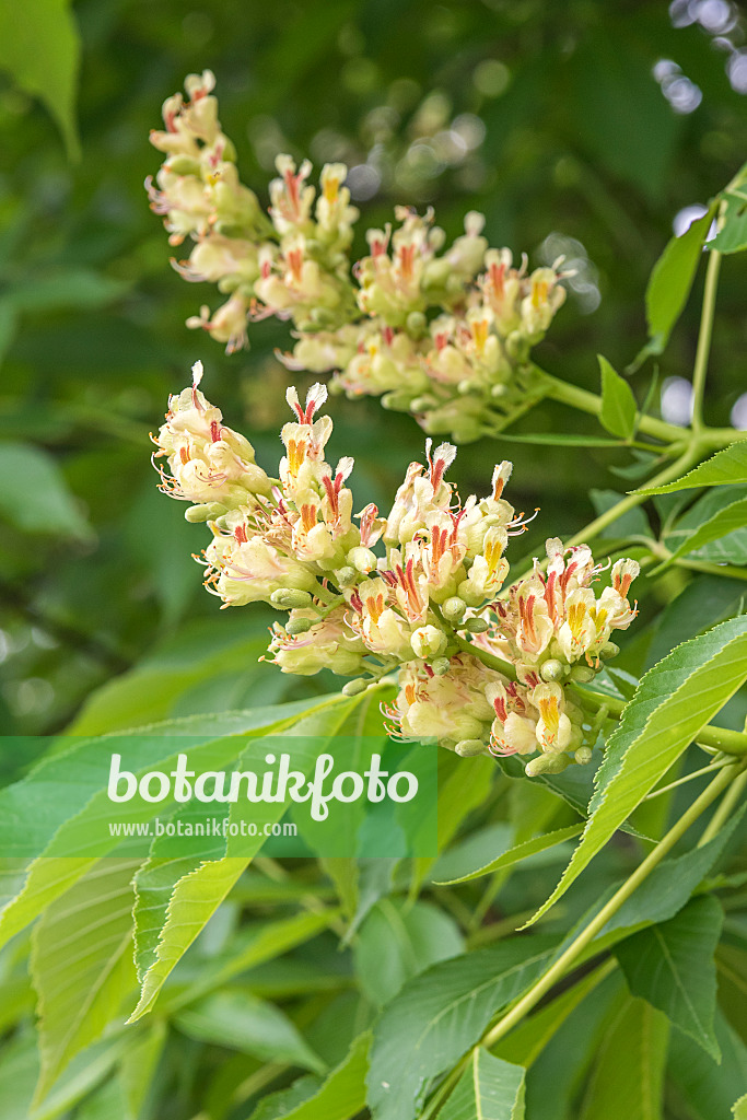 638026 - Ohio buckeye (Aesculus glabra)