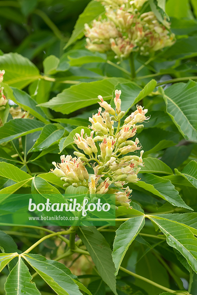 664025 - Ohio buckeye (Aesculus glabra)