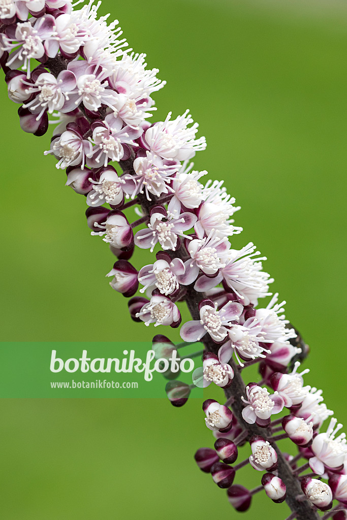 651027 - Oktober-Silberkerze (Cimicifuga simplex 'Chocoholic' syn. Actaea simplex 'Chocoholic')