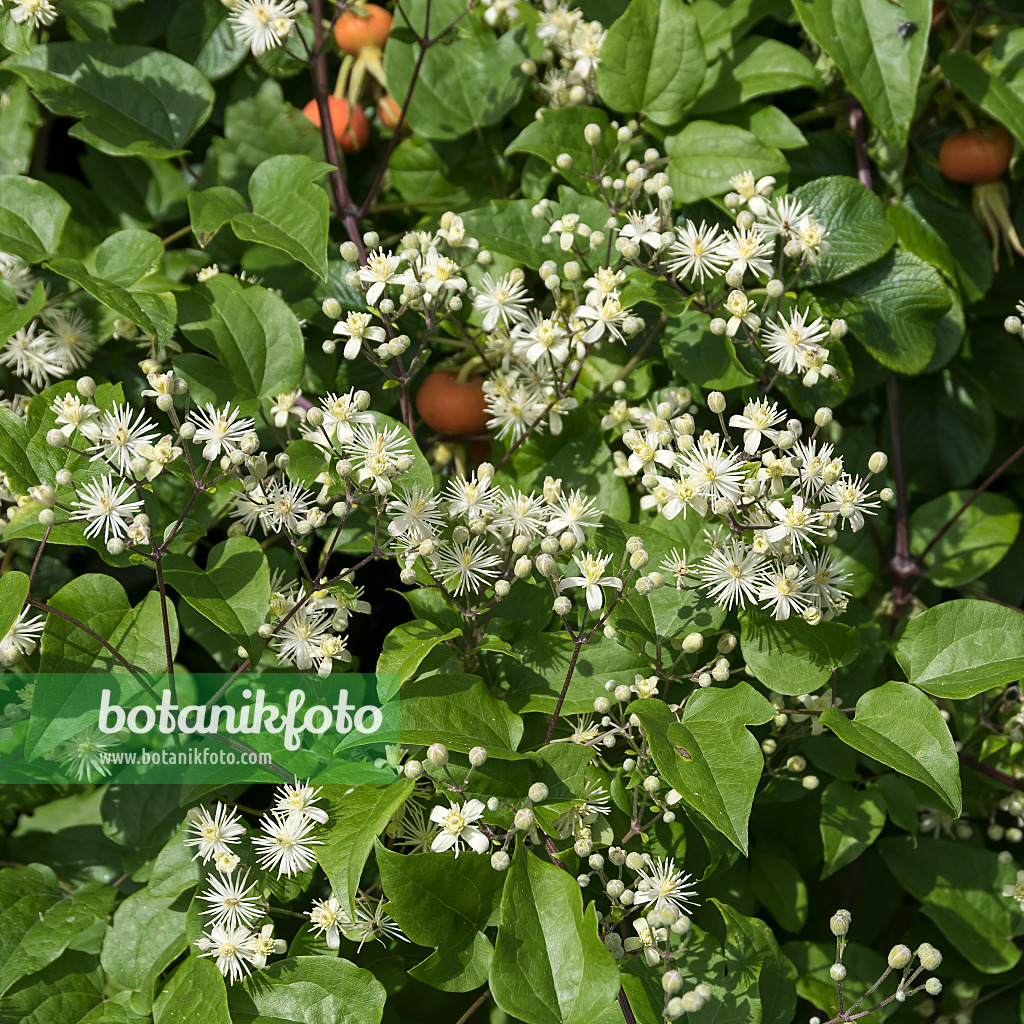 651178 - Old man's beard (Clematis vitalba)