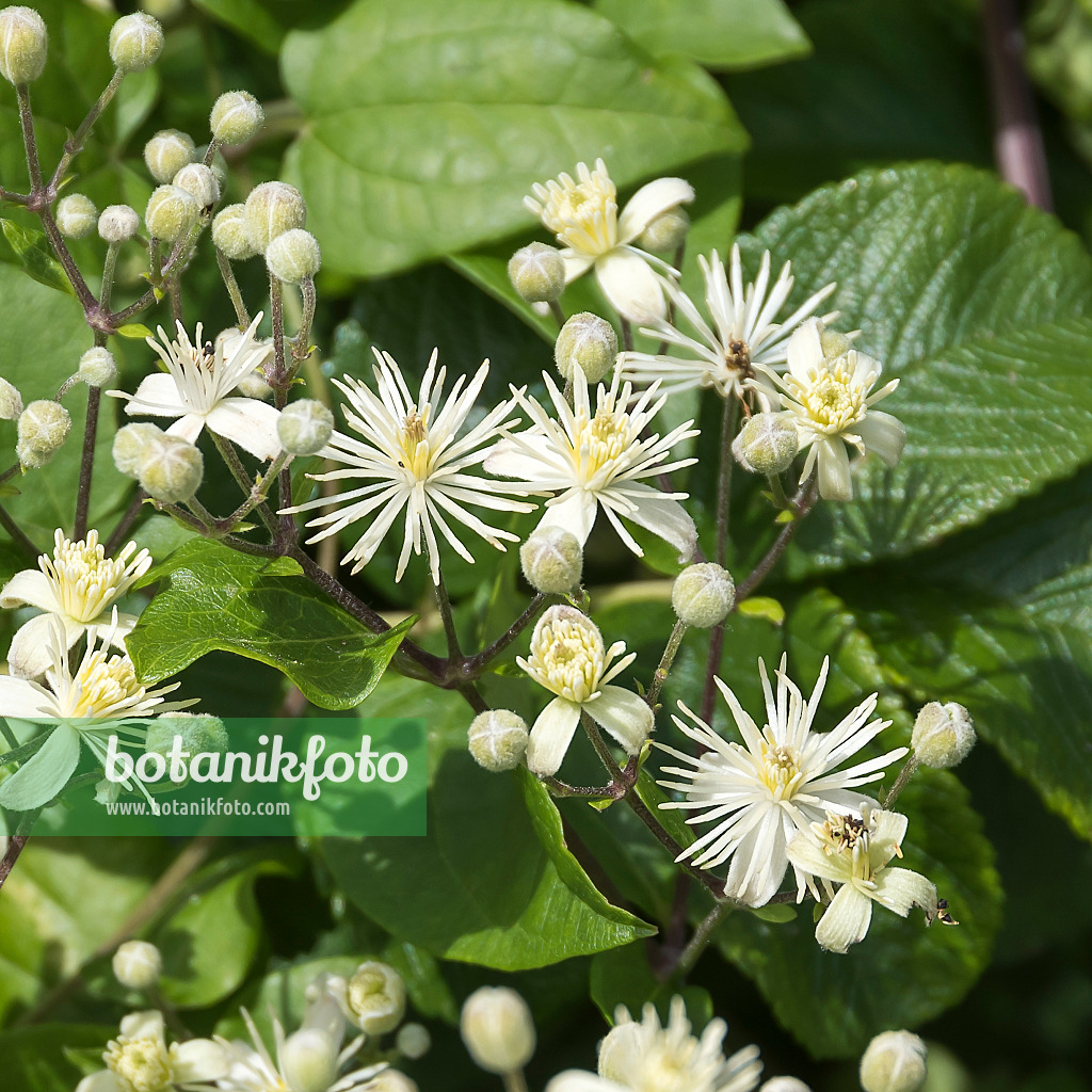 651179 - Old man's beard (Clematis vitalba)