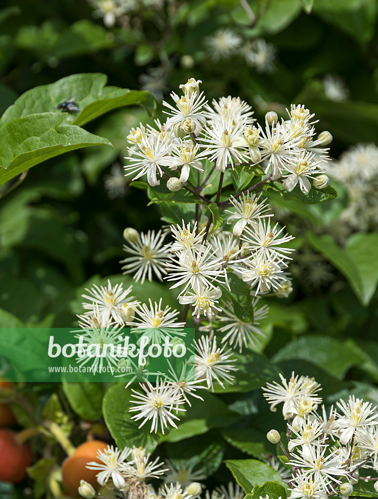 651180 - Old man's beard (Clematis vitalba)