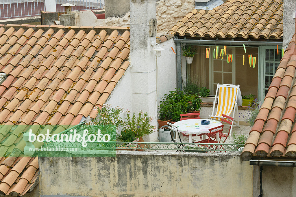 557112 - Oleander (Nerium oleander) and lavenders (Lavandula) in a roof terrace, Arles, France
