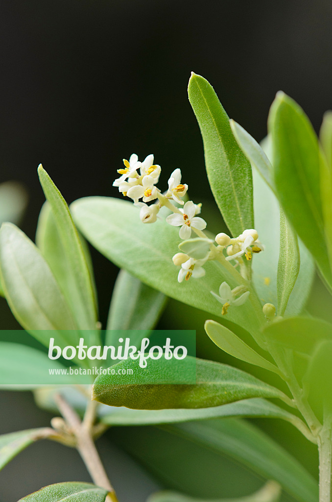 534076 - Olive tree (Olea europaea)