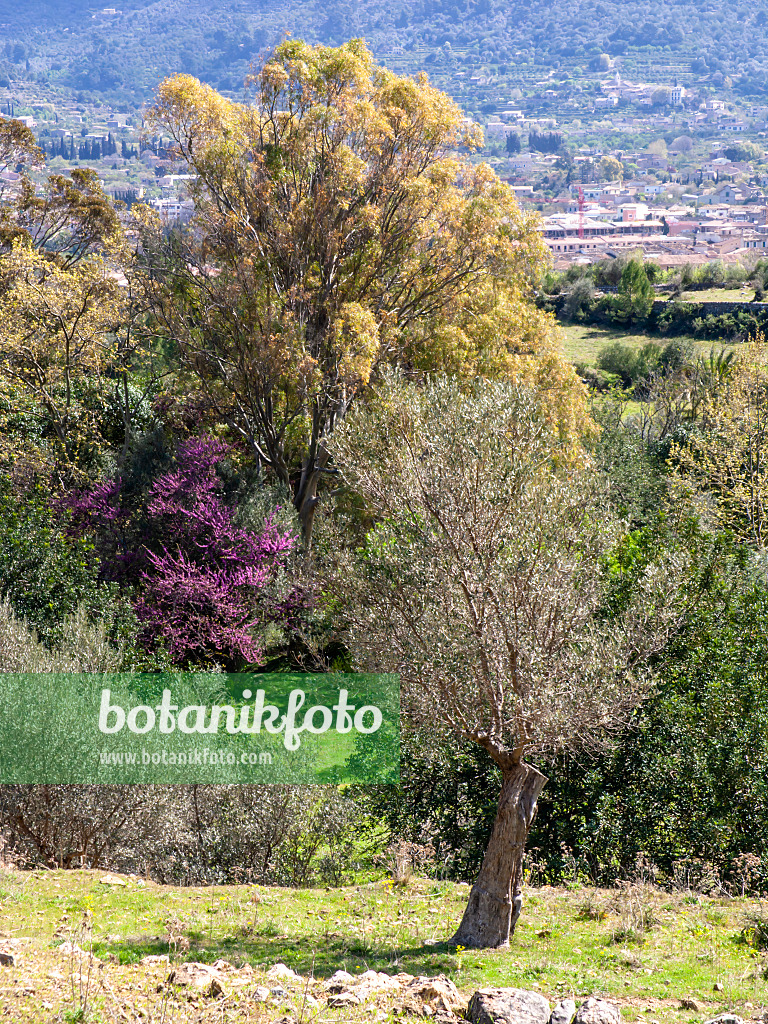 424100 - Olive tree (Olea europaea), Sóller, Majorca, Spain