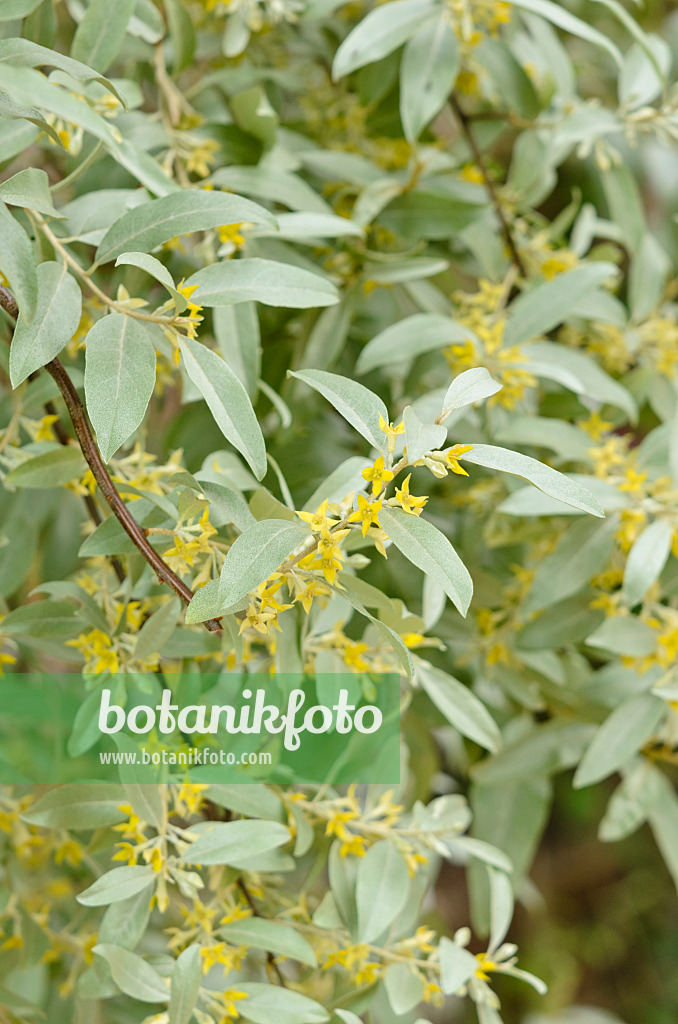 533264 - Olivier de Bohême (Elaeagnus angustifolia 'Quicksilver')