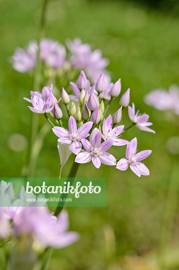 533230 - One-leaf onion (Allium uniflorum)