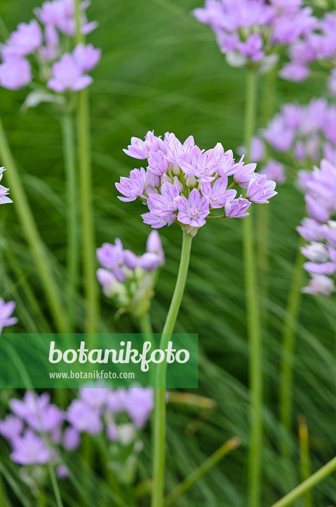 533620 - One-leaf onion (Allium uniflorum)