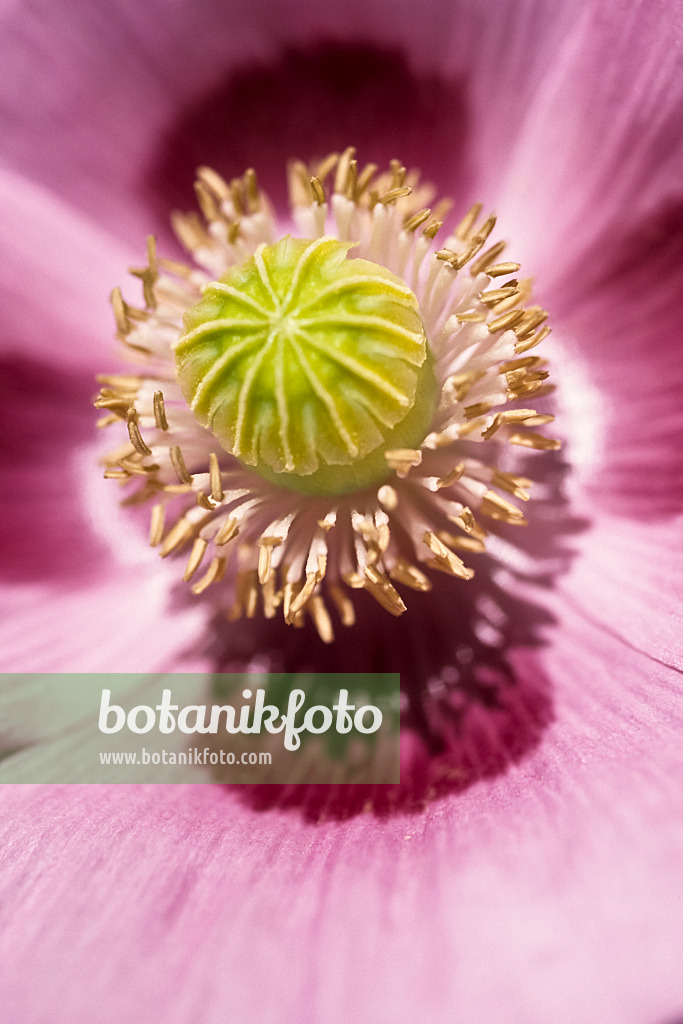 430218 - Opium poppy (Papaver somniferum)