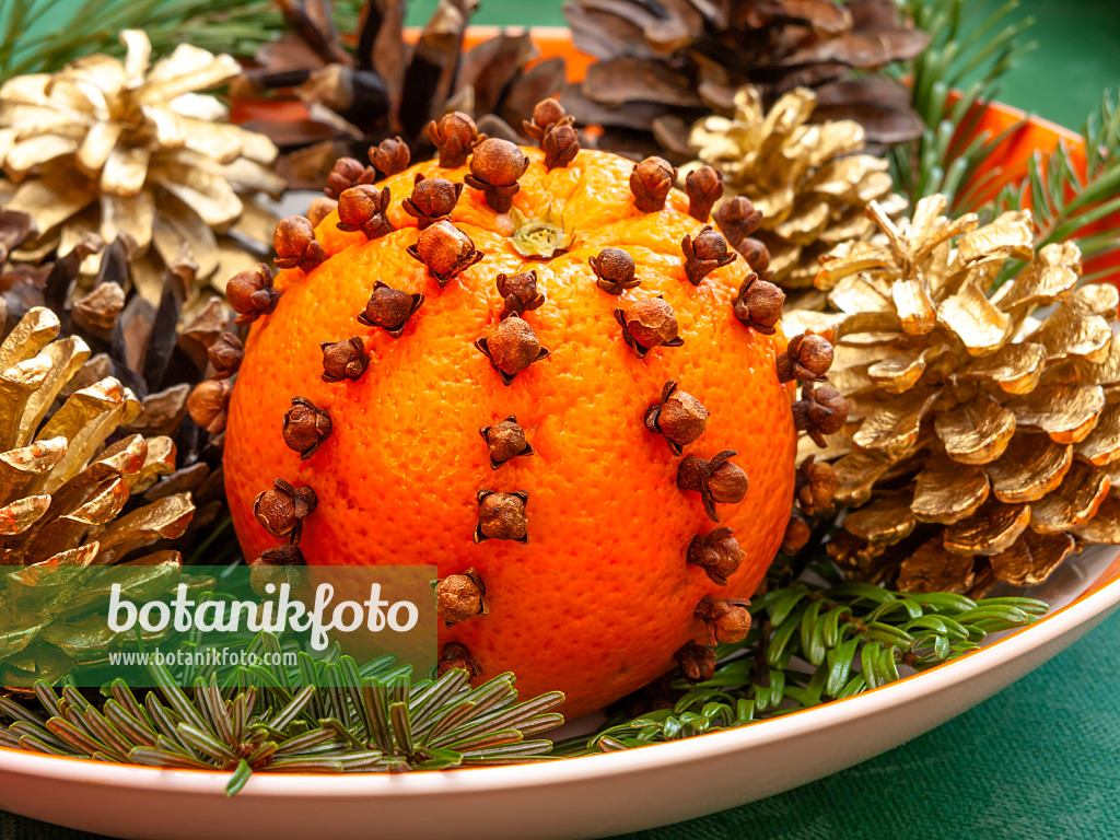 444101 - Orange (Citrus sinensis) and clove (Syzygium aromaticum)