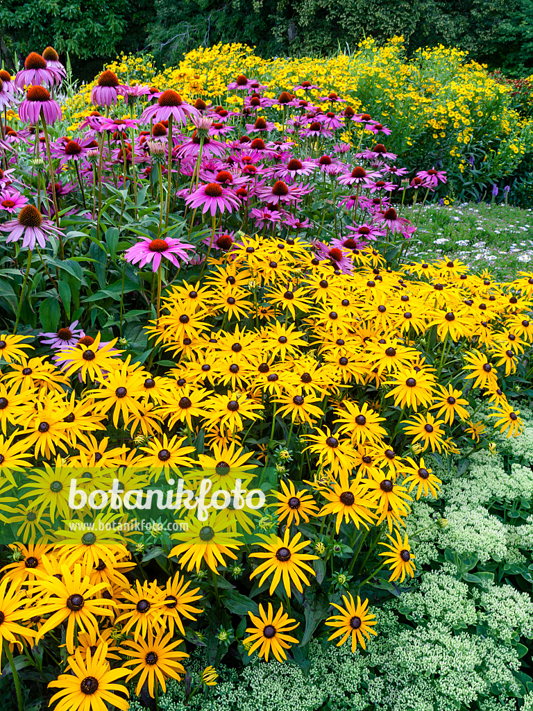 451002 - Orange cone flower (Rudbeckia fulgida) and cone flower (Echinacea)