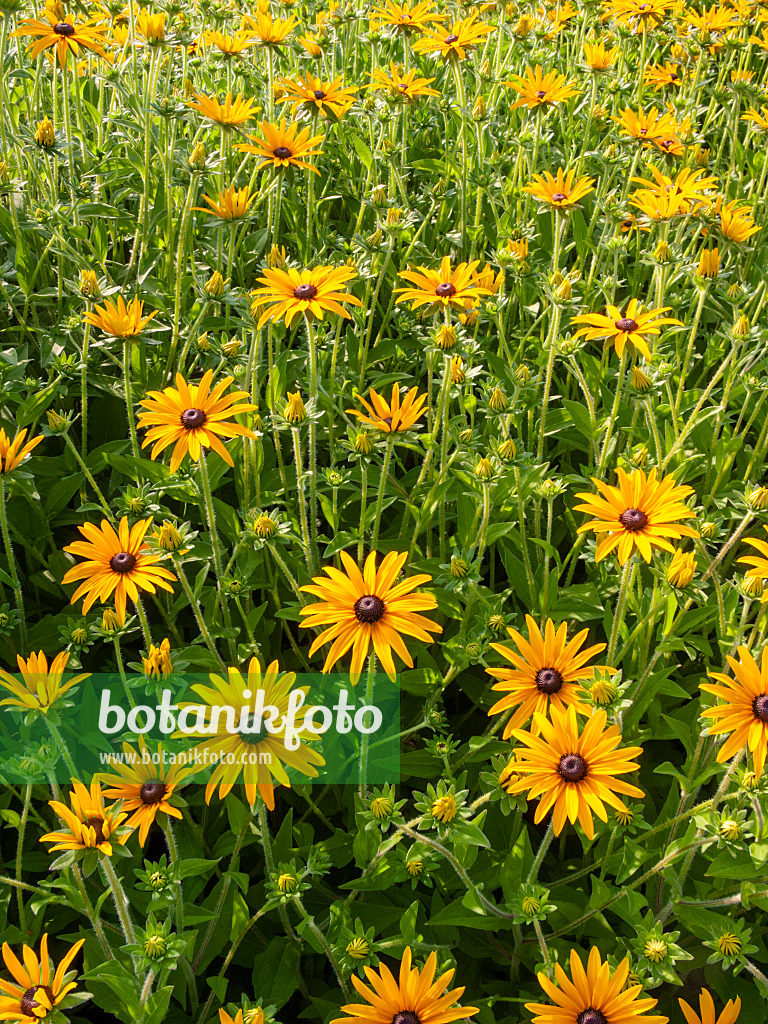 404011 - Orange cone flower (Rudbeckia fulgida var. deamii)