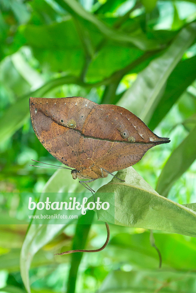 562017 - Orange oakleaf (Kallima inachus)