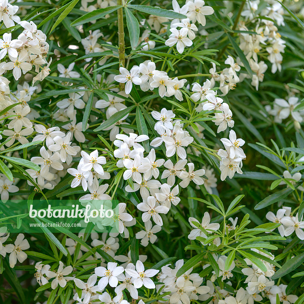 575056 - Oranger du Mexique (Choisya ternata 'Aztec Pearl' syn. Choisya x dewitteana 'Aztec Pearl')