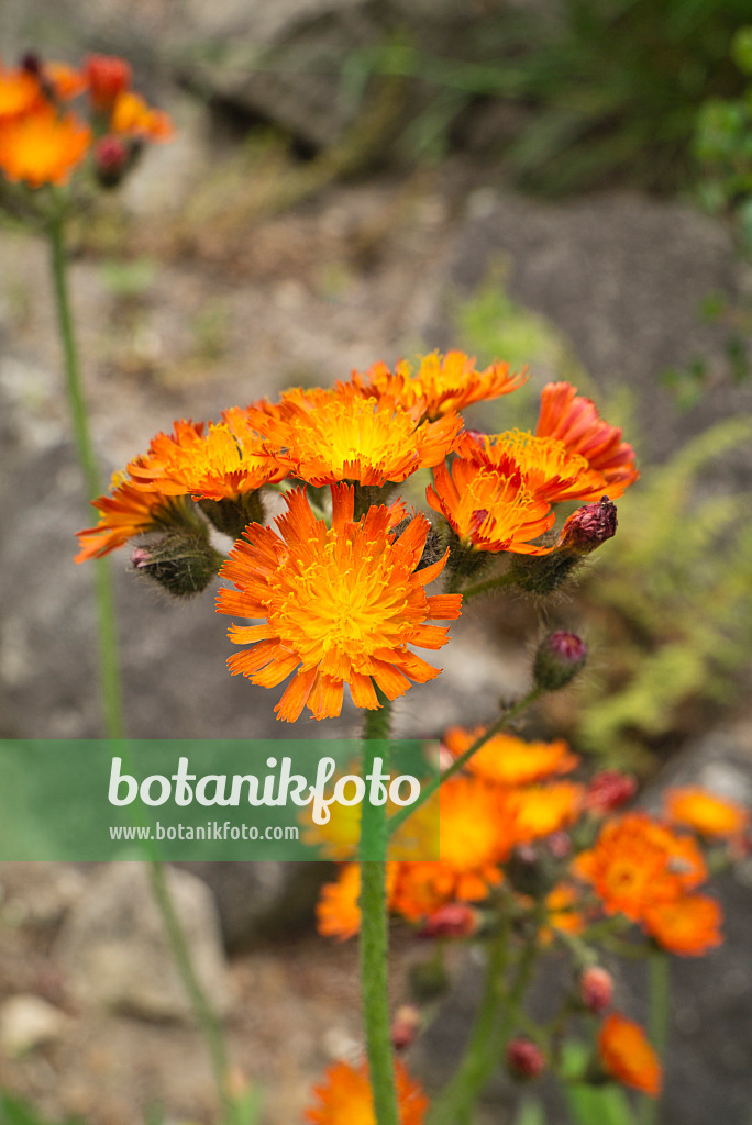 608080 - Orangerotes Habichtskraut (Hieracium aurantiacum)