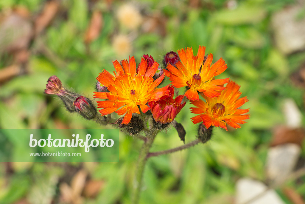 609045 - Orangerotes Habichtskraut (Hieracium aurantiacum)