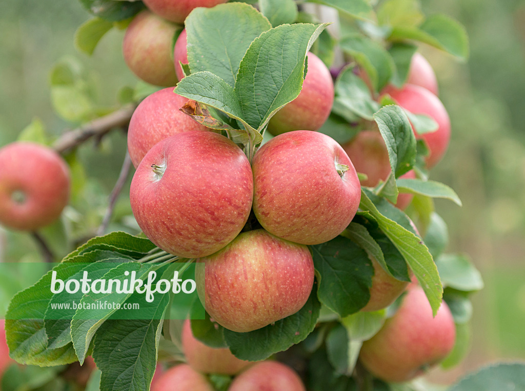547179 - Orchard apple (Malus x domestica 'Alkmene')