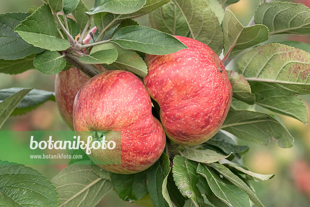 675205 - Orchard apple (Malus x domestica 'Altländer Pfannkuchenapfel')