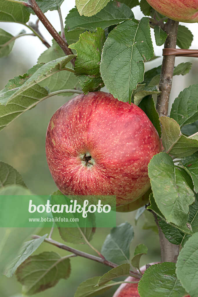 675206 - Orchard apple (Malus x domestica 'Altländer Pfannkuchenapfel')