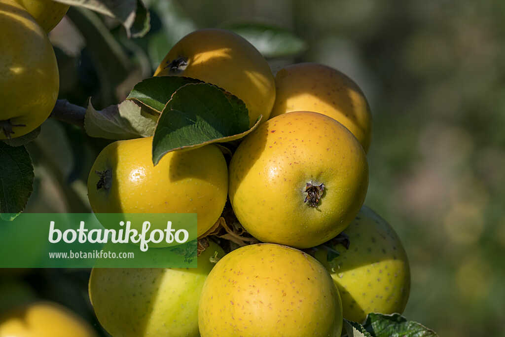 675208 - Orchard apple (Malus x domestica 'Ananas Reinette')