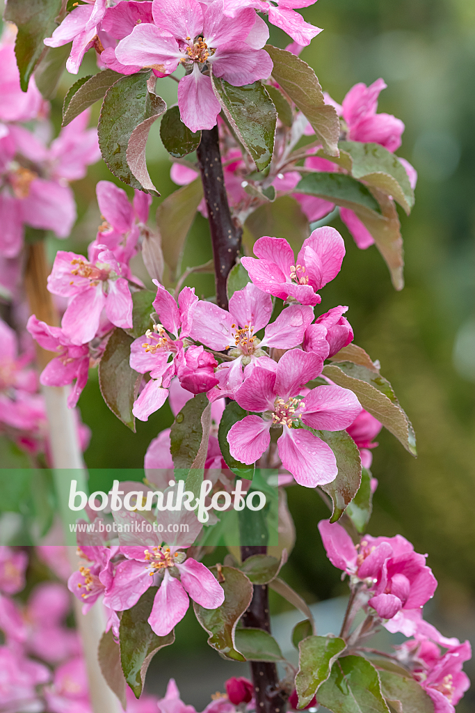 664260 - Orchard apple (Malus x domestica 'Baya Marisa')