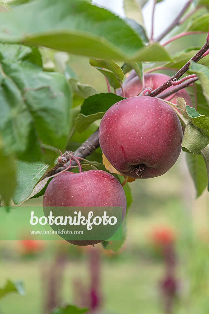 664261 - Orchard apple (Malus x domestica 'Baya Marisa')