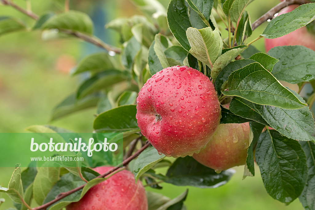 664255 - Orchard apple (Malus x domestica 'Berleis')