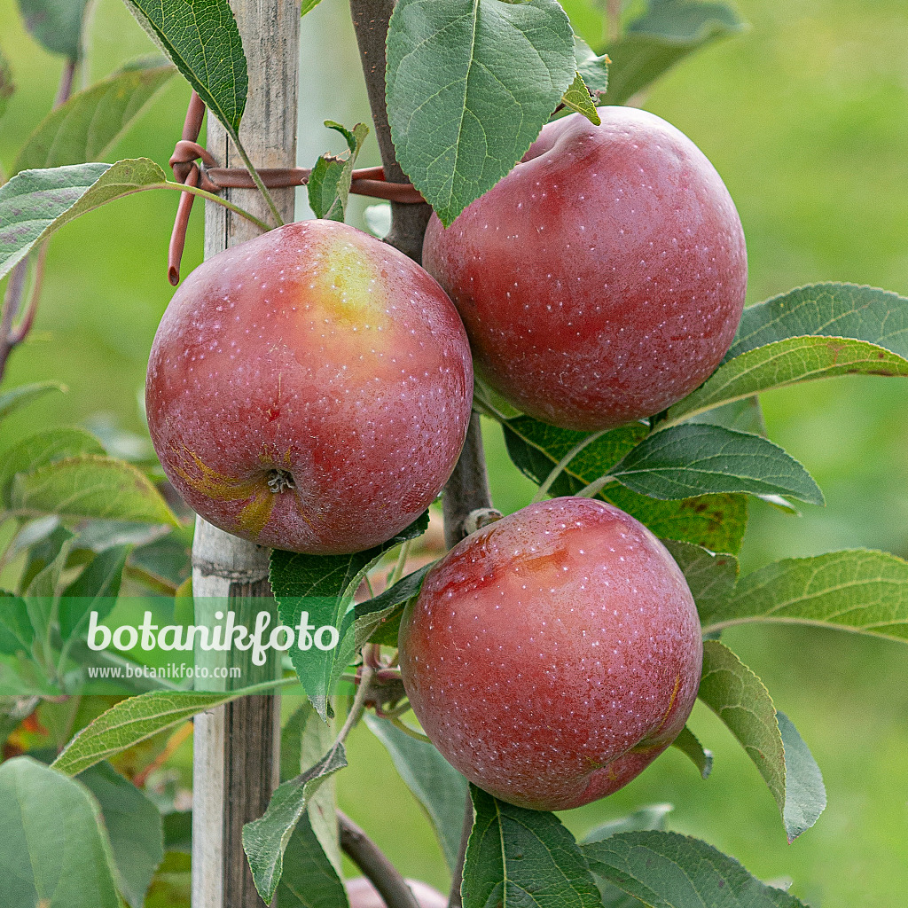 616018 - Orchard apple (Malus x domestica 'Berner Rosenapfel'')