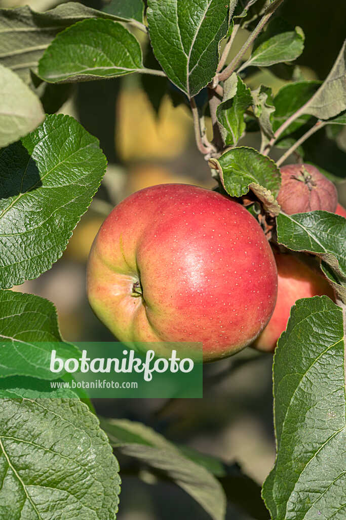 675213 - Orchard apple (Malus x domestica 'Danziger Kantapfel')