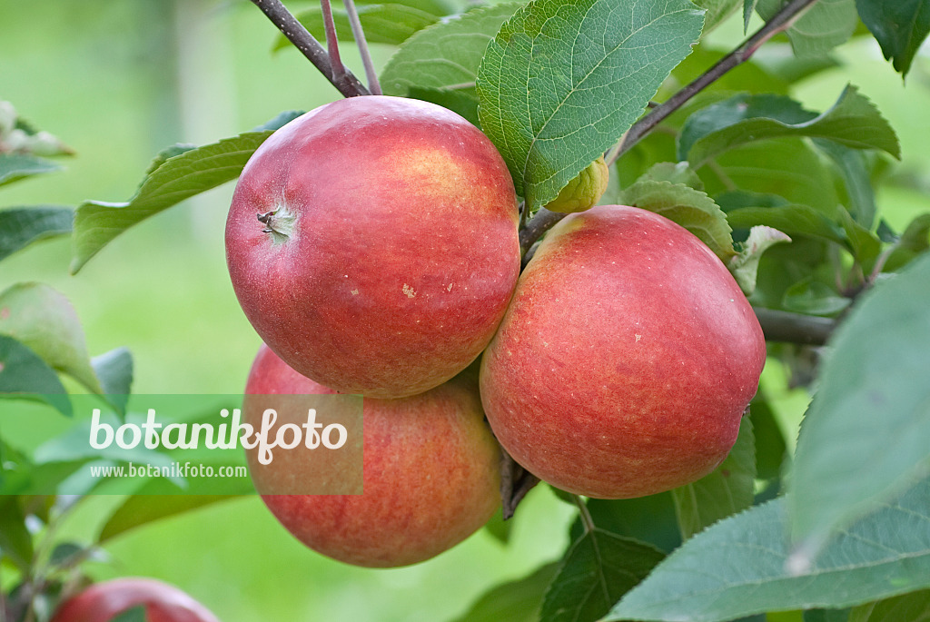 502268 - Orchard apple (Malus x domestica 'Delcoros')
