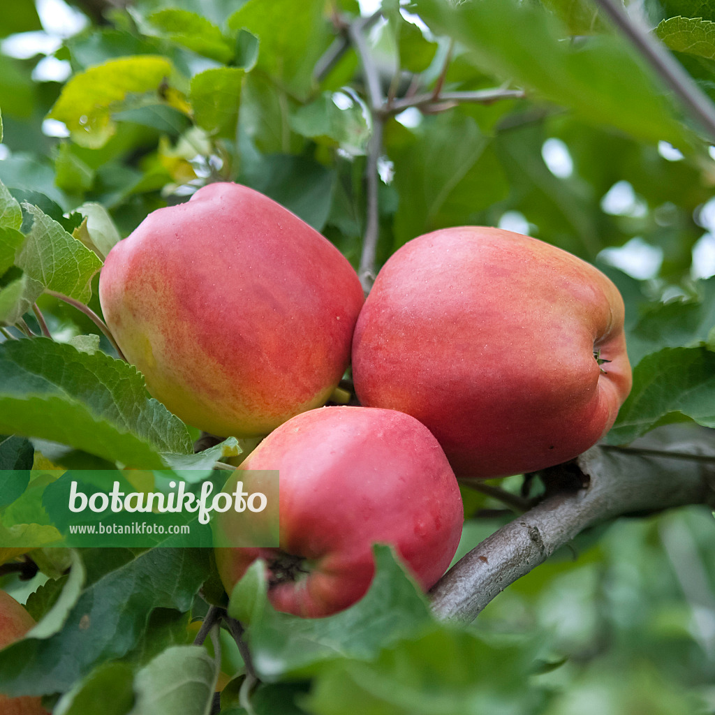 490095 - Orchard apple (Malus x domestica 'Delorina')