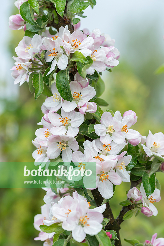664263 - Orchard apple (Malus x domestica 'Dwarf')