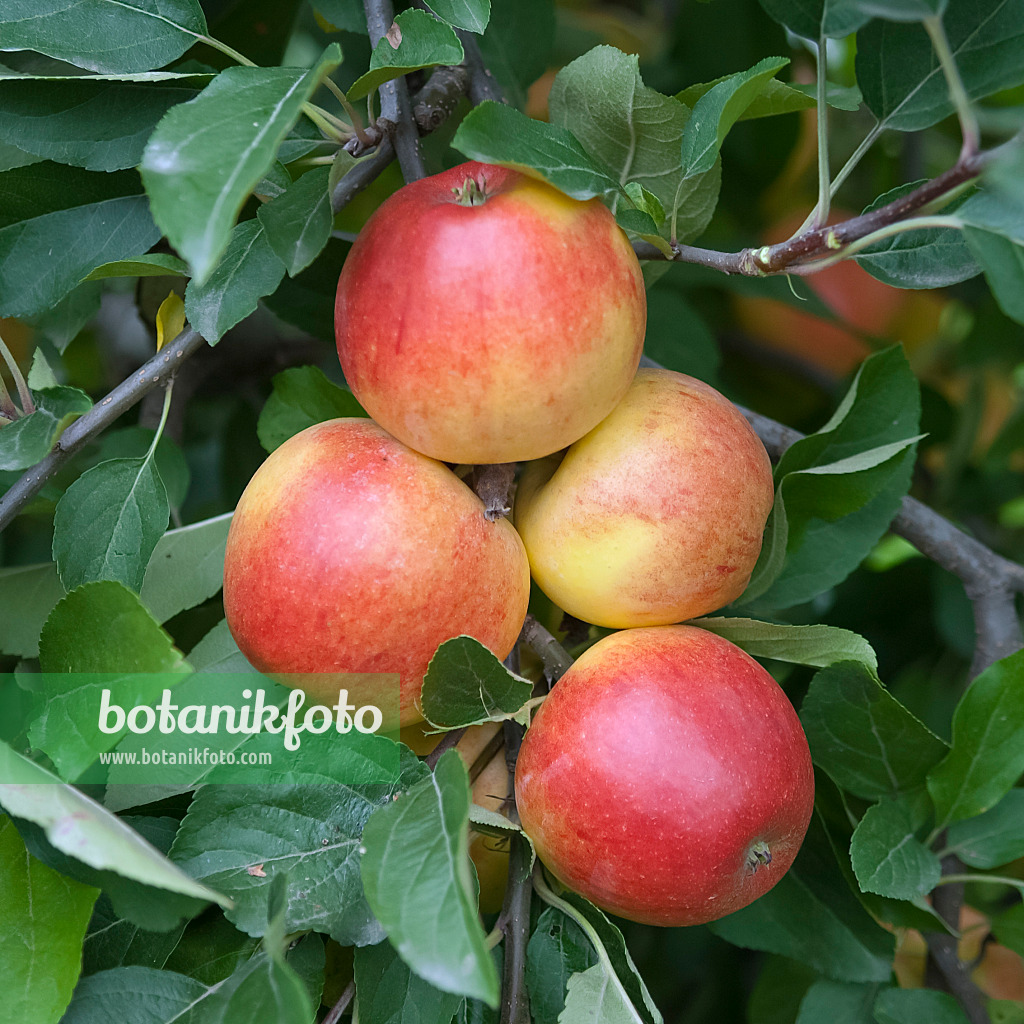 490096 - Orchard apple (Malus x domestica 'Ecolette')