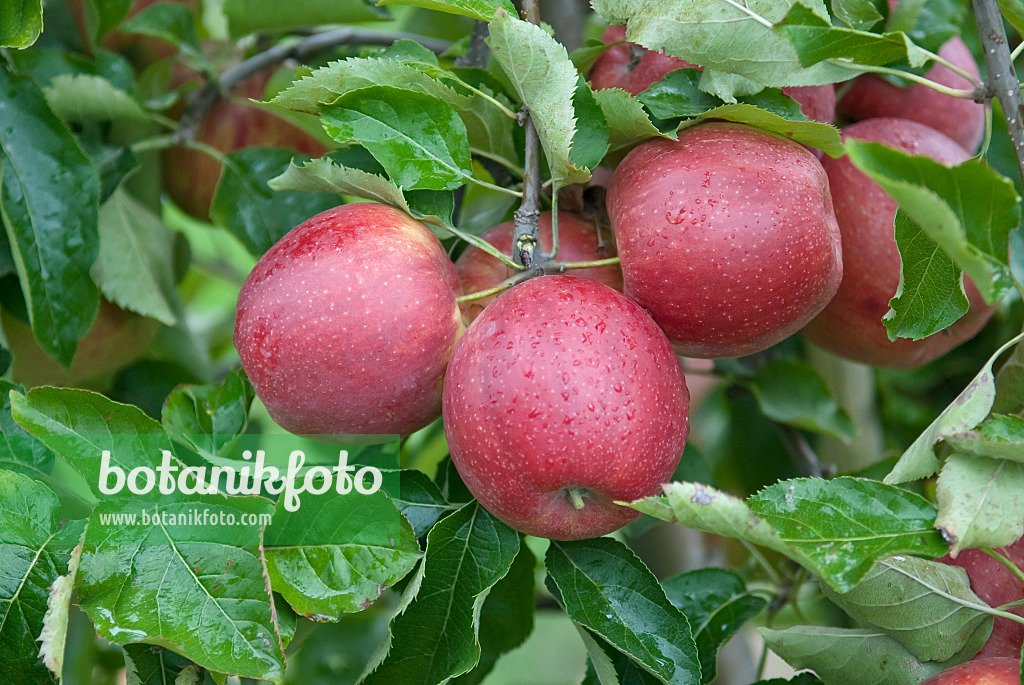 502270 - Orchard apple (Malus x domestica 'Elshof')