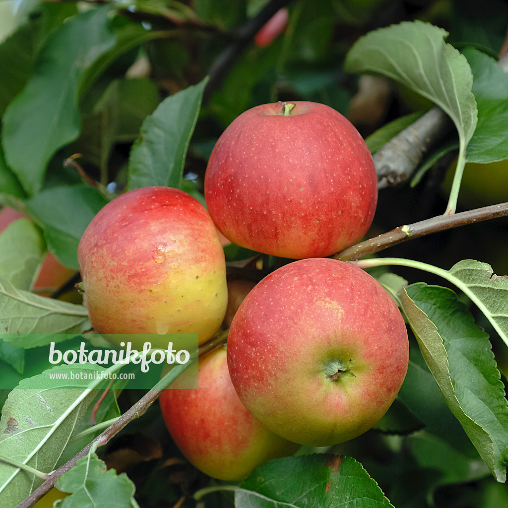 454037 - Orchard apple (Malus x domestica 'Elstar')