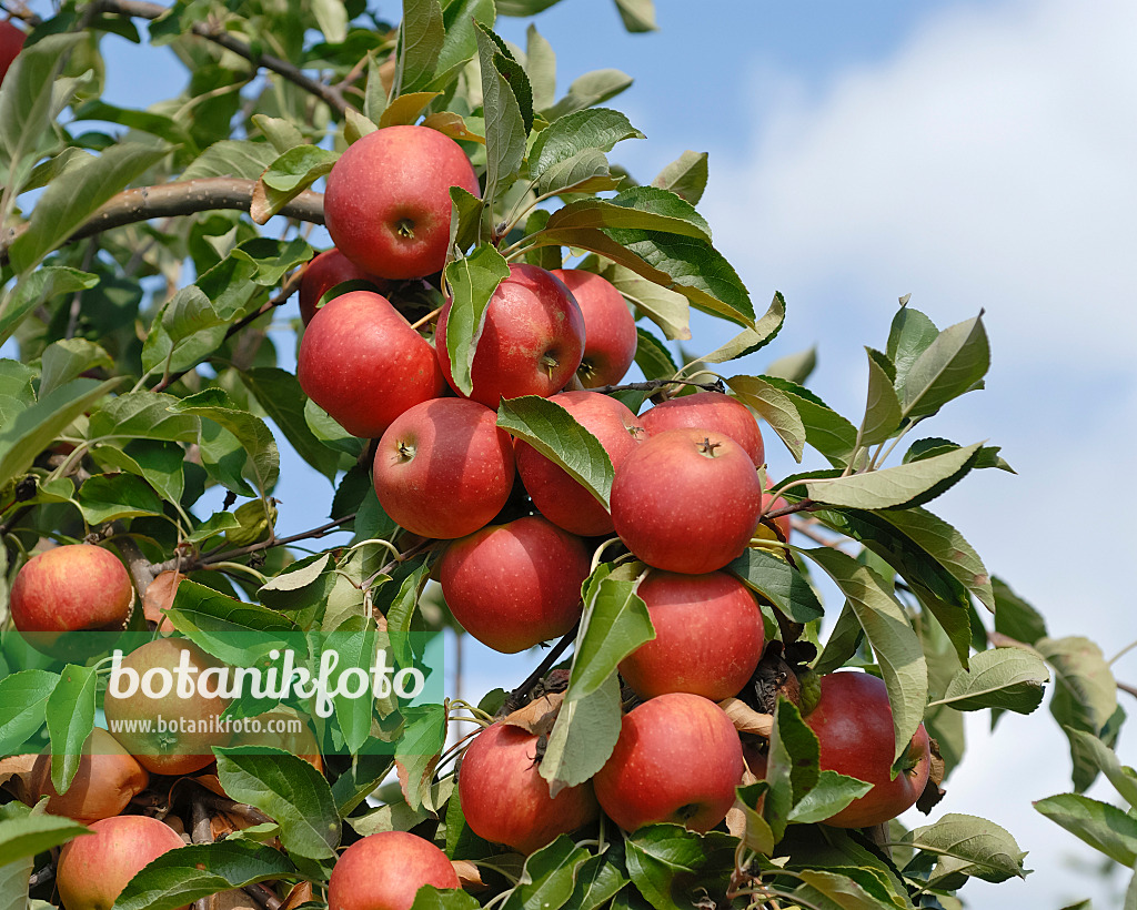 471411 - Orchard apple (Malus x domestica 'Elstar')
